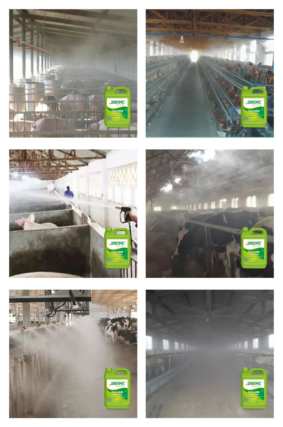 養殖場太臭,用Dejing的凈除臭劑迅速除臭!豬圈/雞場/牛場/羊圈....jpg 養殖場太臭,用Dejing的凈除臭劑迅速除臭!豬圈/雞場/牛場/羊圈....jpg