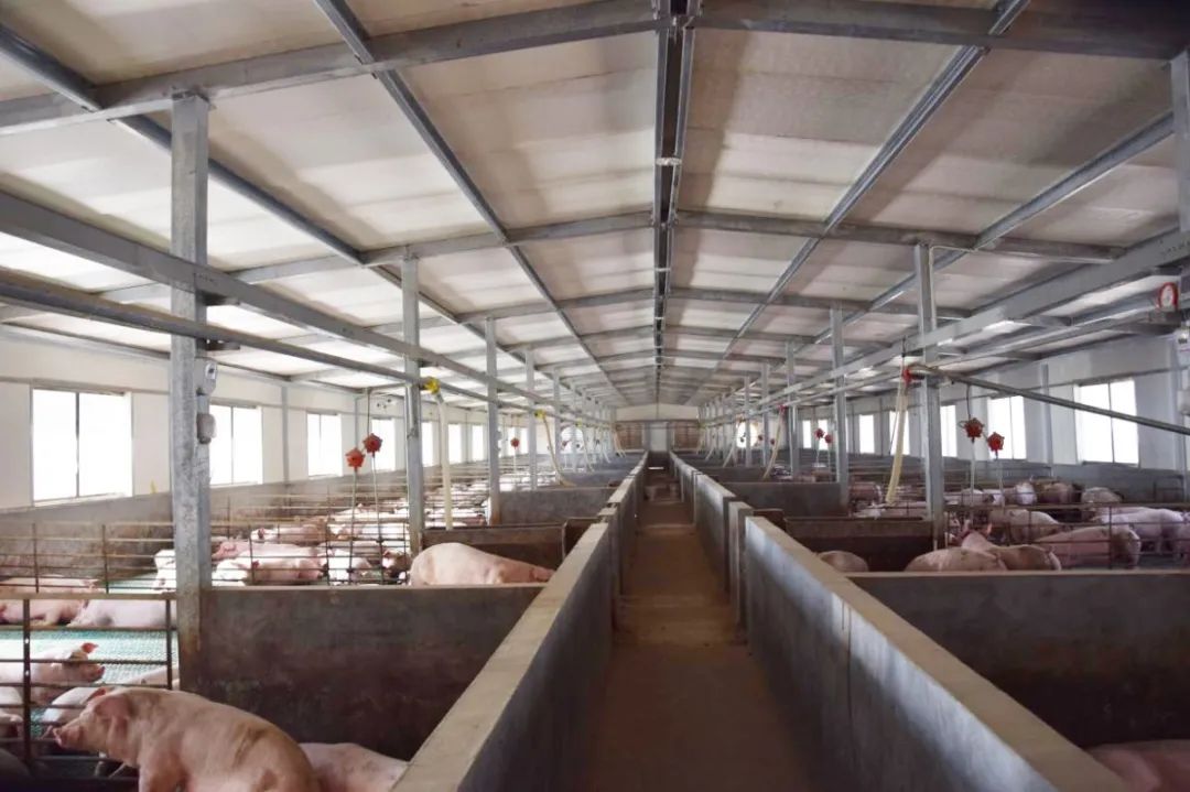 隨著氣溫逐漸升高,不少養豬戶反映,豬舍臭味越發濃烈。刺鼻的惡臭異味一方面會危害畜禽的健康,降低畜禽的抗病能力,容易導致呼吸道疾病;另外一方面還會影響飼養人員的身心健康,降低人體抵抗力。如何解決?小匠給大家分享6大方法。