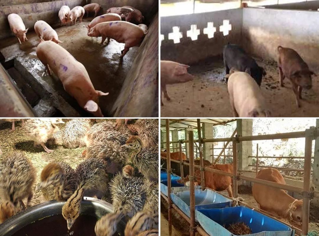 養(yǎng)殖場(chǎng)臭味難治理？潔匠凈化幫您輕松解決！